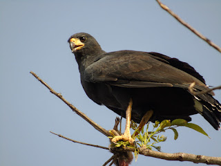 Common Black Hawk with Mammal Prey