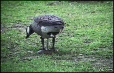 Funny Cat GIF • Clever Kitten playing Hide and Seek, hidden into a duck garden ornament Funny Cat GIF • Clever Kitten playing Hide and Seek, hidden into a duck garden ornament