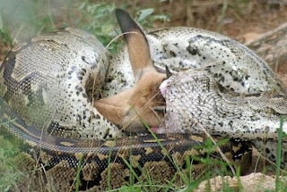 python-impala-2jpg.img_assist_custom-600x403.jpg