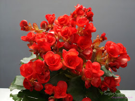 Orquídeas no Apê: Flor Begônia vermelha