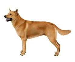 Anjing Ras Chinook