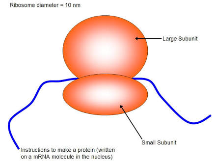 राइबोसोम (Ribosomes) क्या है ?