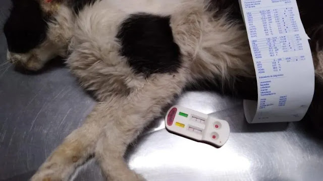 Diagnostican gato con virus de inmunodeficiencia felina