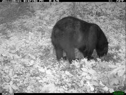 bear bears chickens keep trail away cam chicken eat coop problem