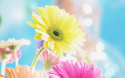 daisy flower flowers desktop background pretty wallpapers colorful spring bing