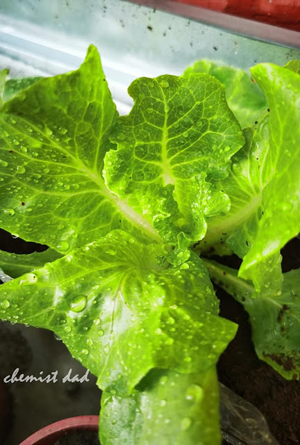 tips on urban gardening, urban gardening, how to grow lettuce, lettuce, organic farming, gardening, home, home and living, varieties of lettuce, kinds of lettuce