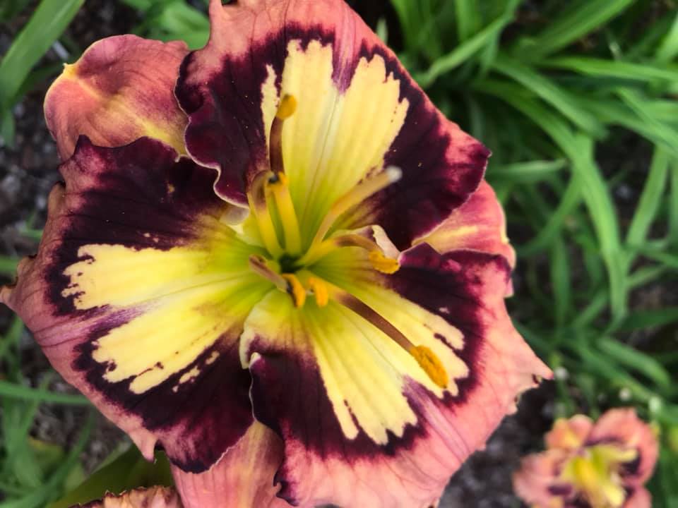 Lewis Daylily Garden An interview with our friend, Tim Bell