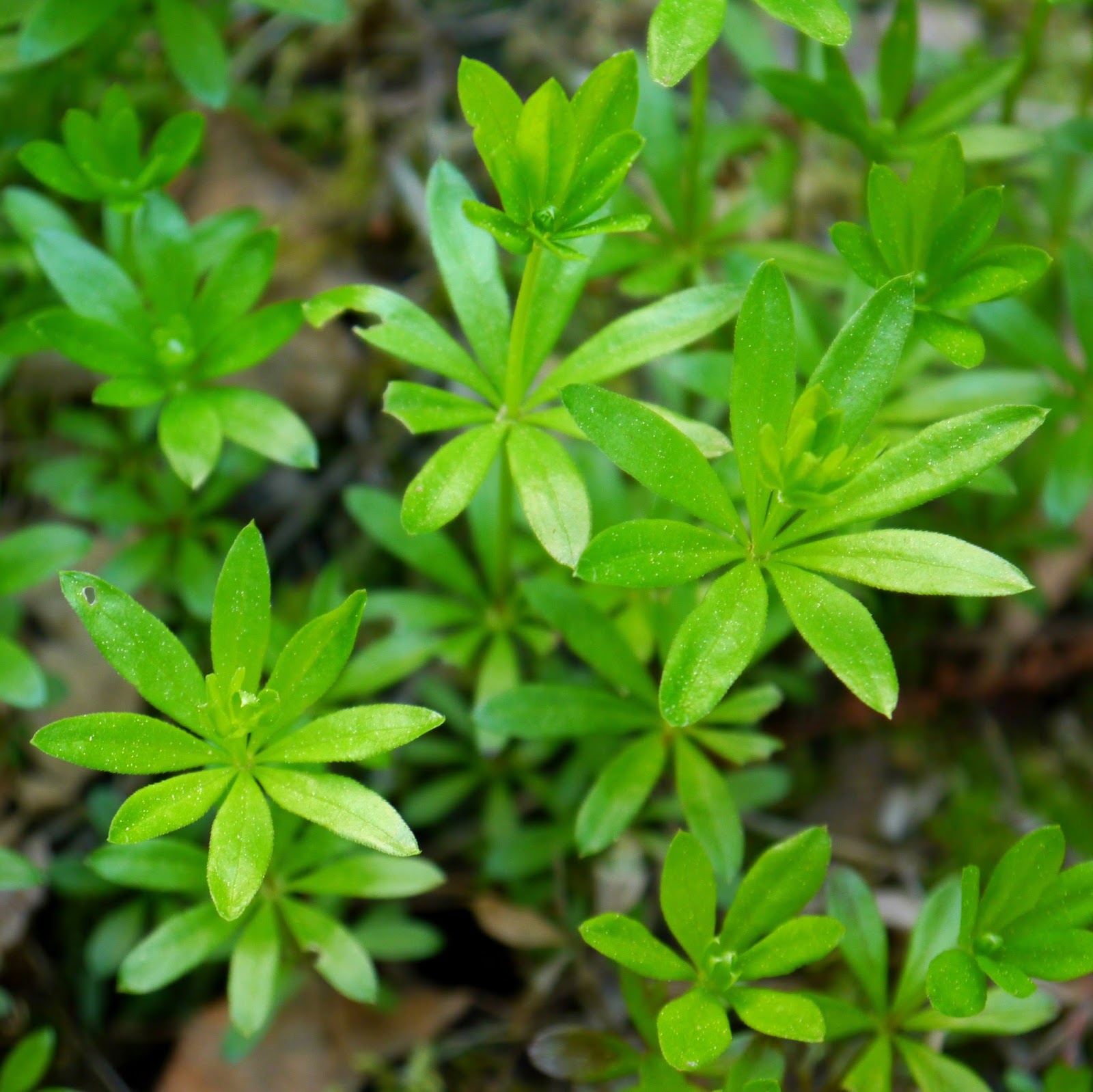 Auchwas Es Grunt So Grun Bei Mir Heute Waldmeister Und Grappa Asperula