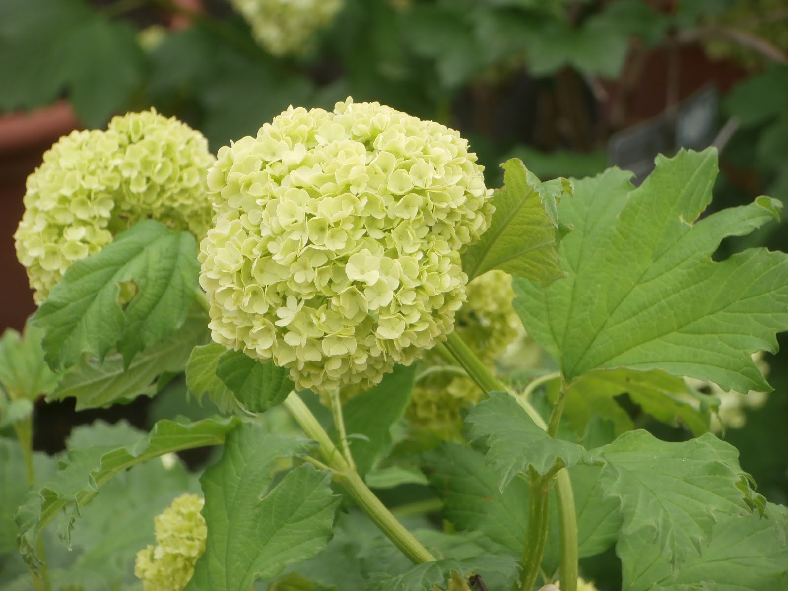 El Nou Garden El Viburnum Tinus