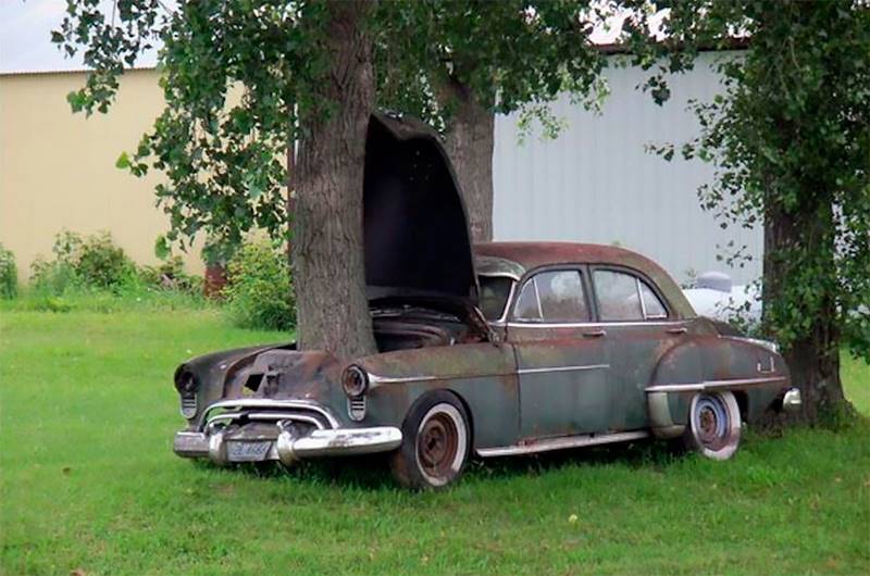 Tree growing through car, trees have grown in these old cars, tree grow inside the car, mother-nature, Trees Growing Through Classic Cars