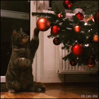 Xmas Cat GIF • Funny cat trying hard to catch a big red Xmas bauble [ok-cats.com]