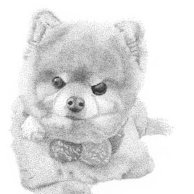 08-The-cute-Pomeranian-Kelsey-Hammerton-www-designstack-co