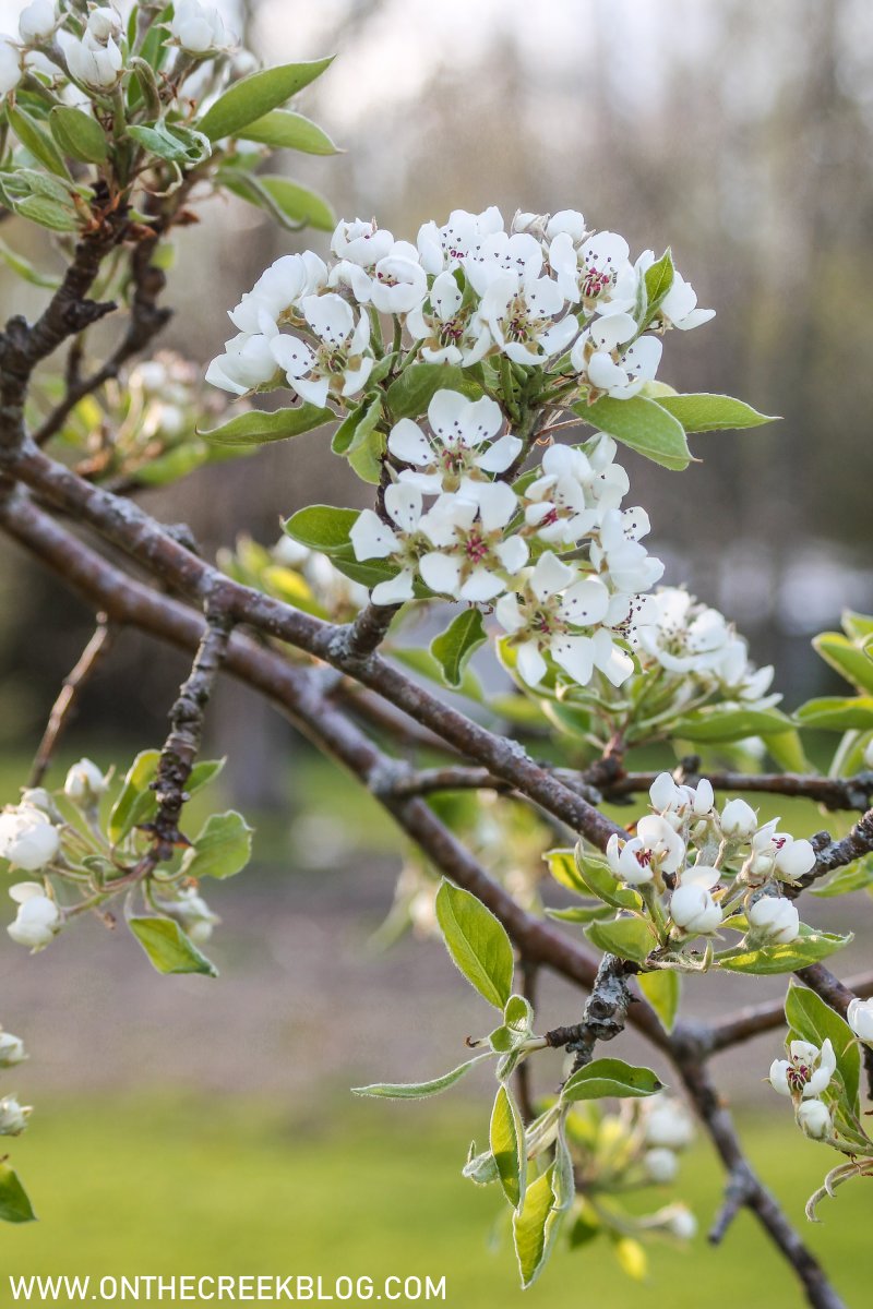 Pear Blossoms + Bartlett Pear Recipes Tiff W. on the creek blog