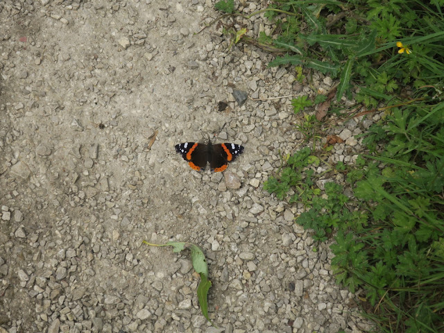 Red Admiral butterfly on path. Slightly out of focus but I like it anyway.
