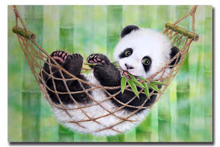 صور الباندا , معلومات وصور عن دب الباندا