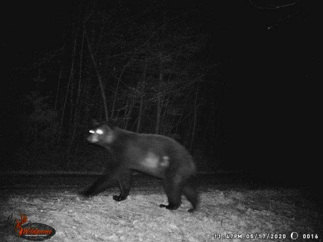 bear on trail cam