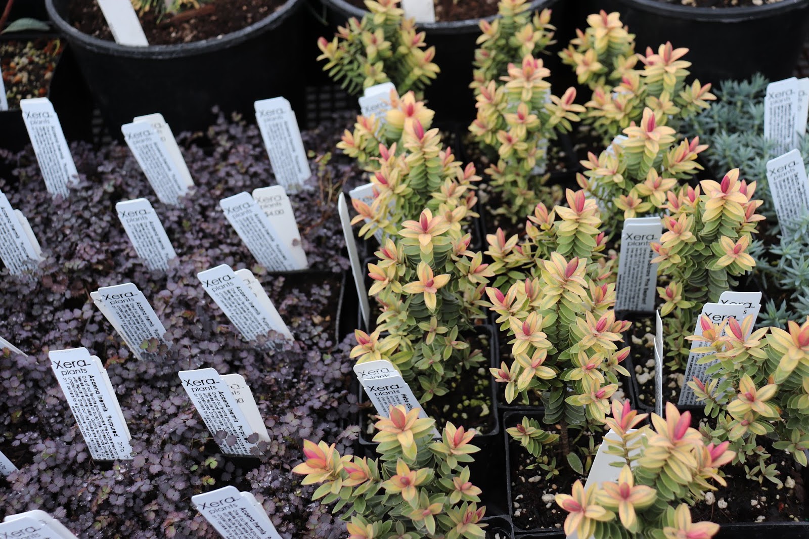 Plants Blog Hebe Rakaiensis Rakai Hebe