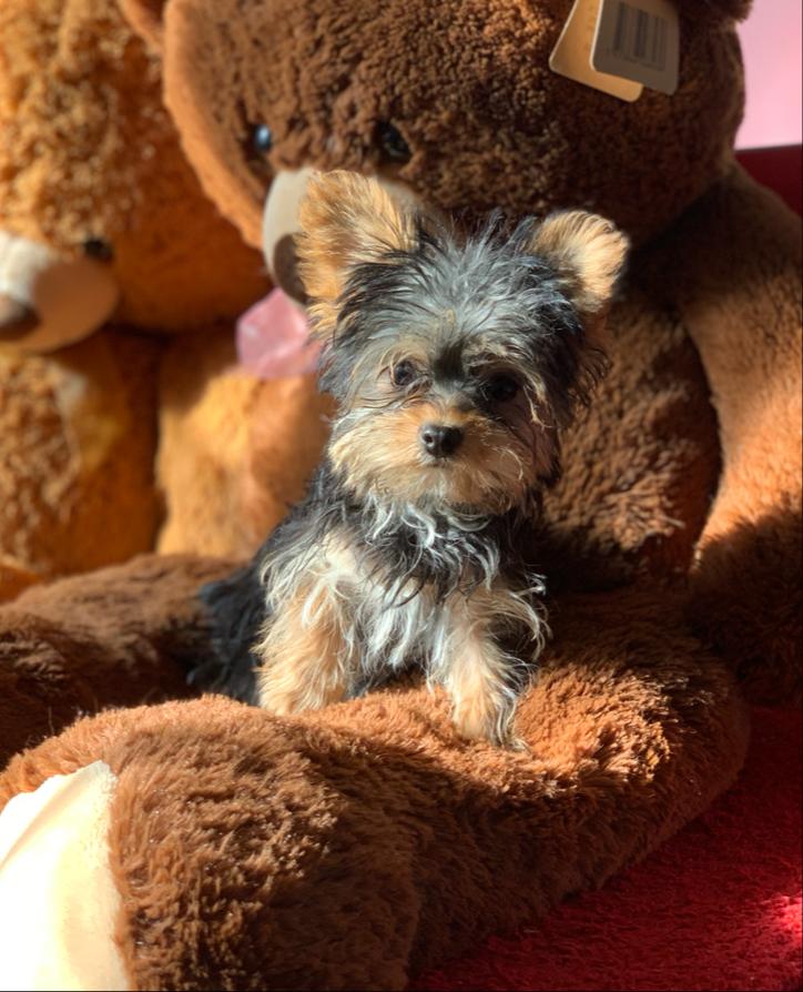 Cachorro Yorkshire Terrier Cachorro Yorkshire Terrier