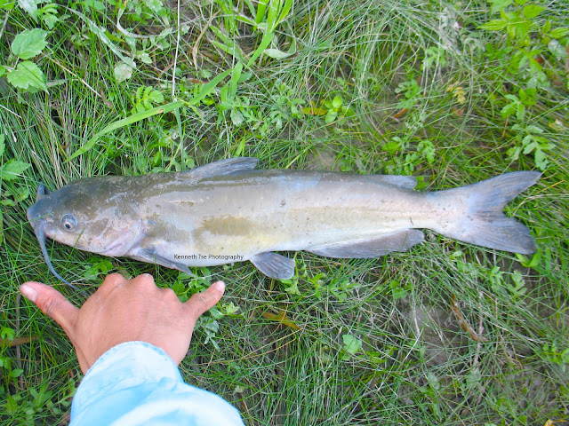 [Image: IMG_2965_post.jpg]