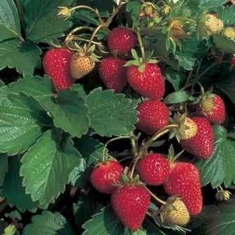 Cultivation of Strawberry Crop