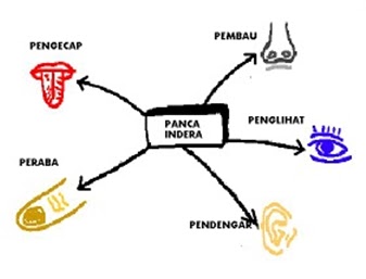 what is superiority in biology