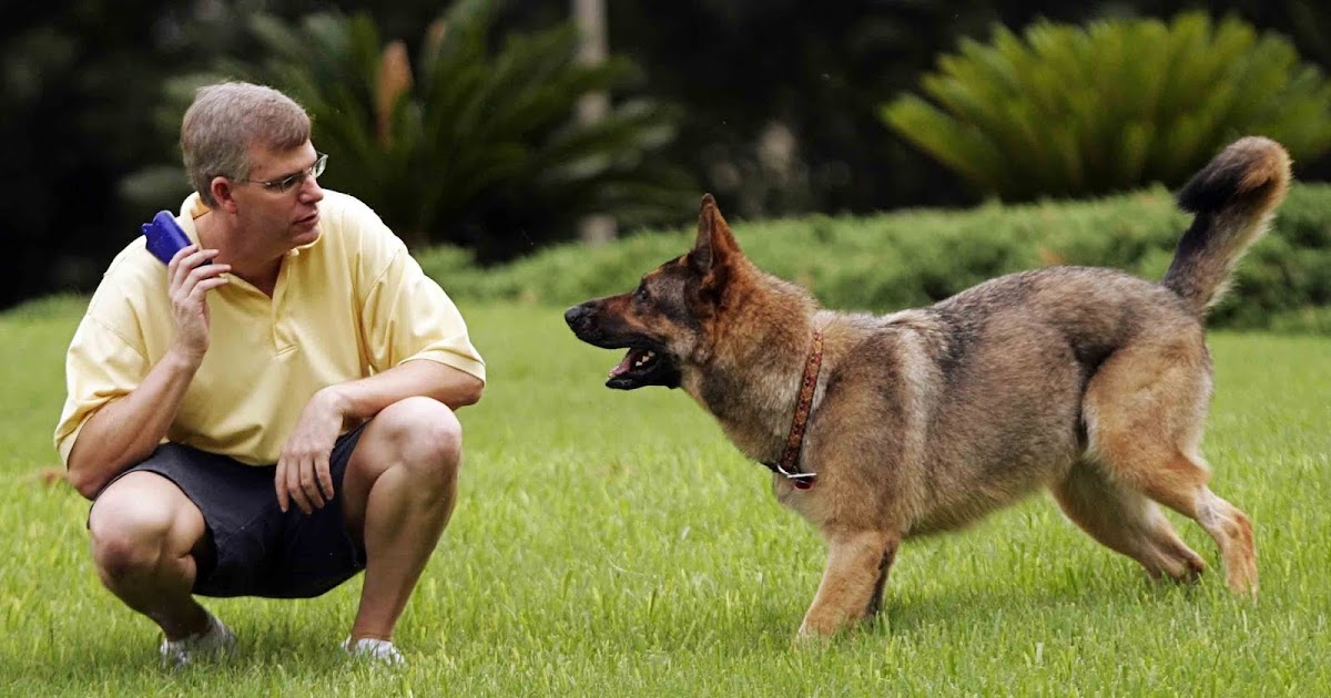 petsarebros A dog protects its owner from four bullets.