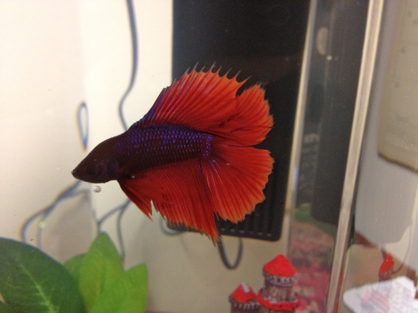 Worrywart Tales Betta Fish & Stress