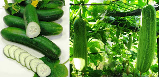 Cucumber Farming Business