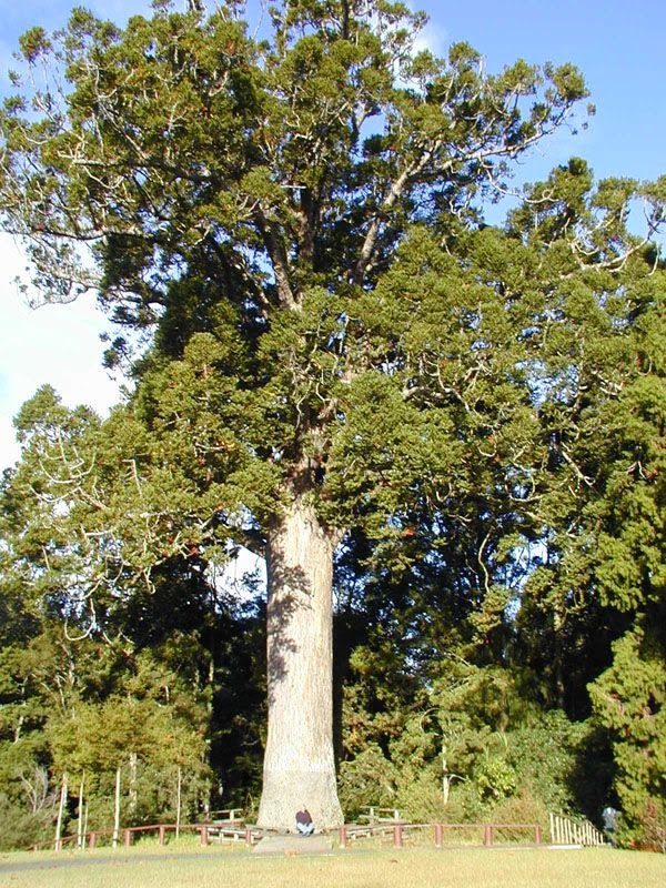 The huge McKinney Kauri tree