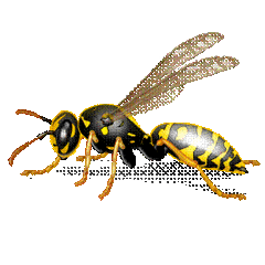 Bee Sting Info