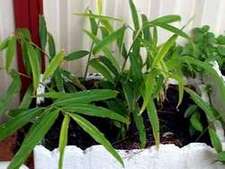 Growing Ginger in a Pot