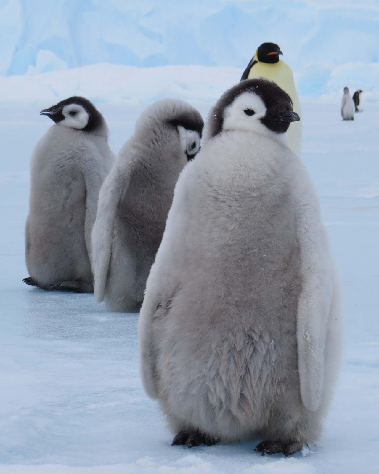 Iced Goffy: Farewell My Penguin Mates.