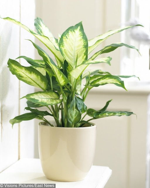 Unadvisable Plants That You Probably Have In Your House