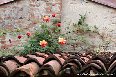 Fiori e piante in Piemonte - fotografie  - 