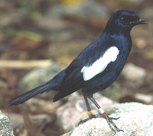 Burung Kacer Dan Jenis-Jenis-nya - SitusBurung.Com