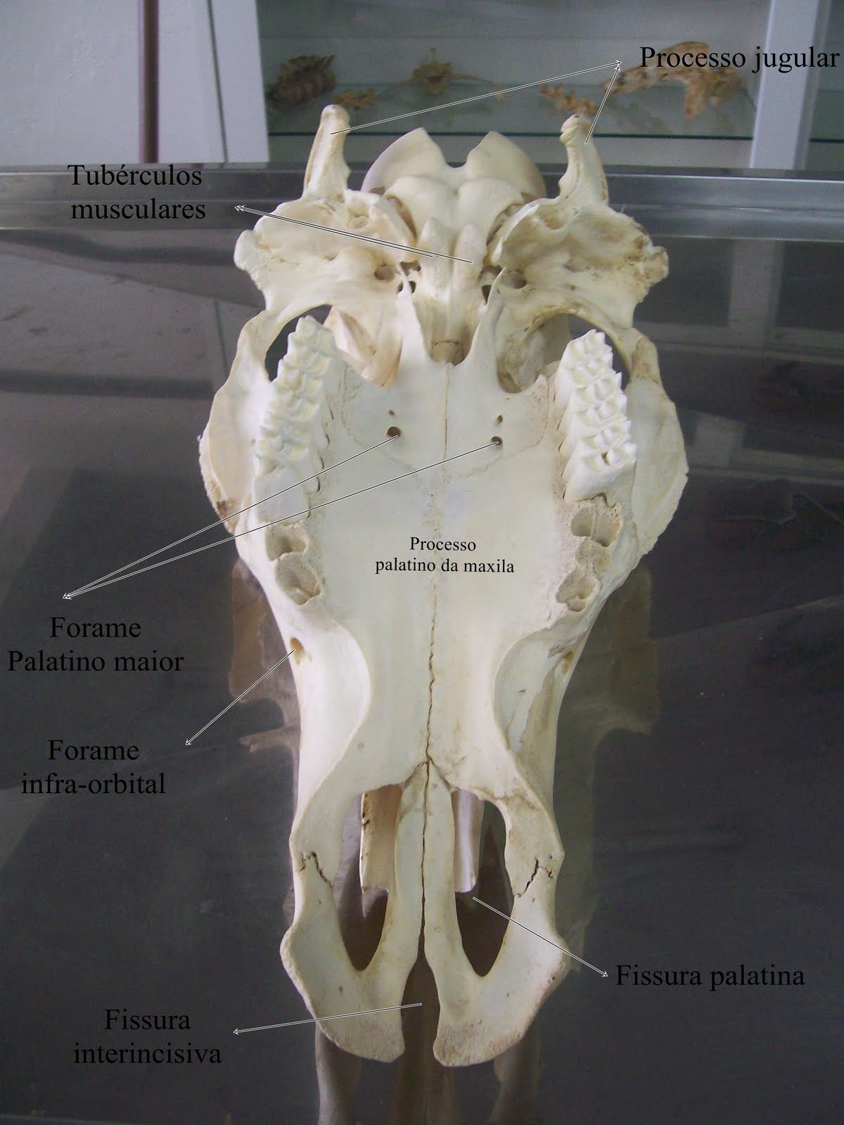Anatomia Veterinária | Medicina Veterinária - Facisa