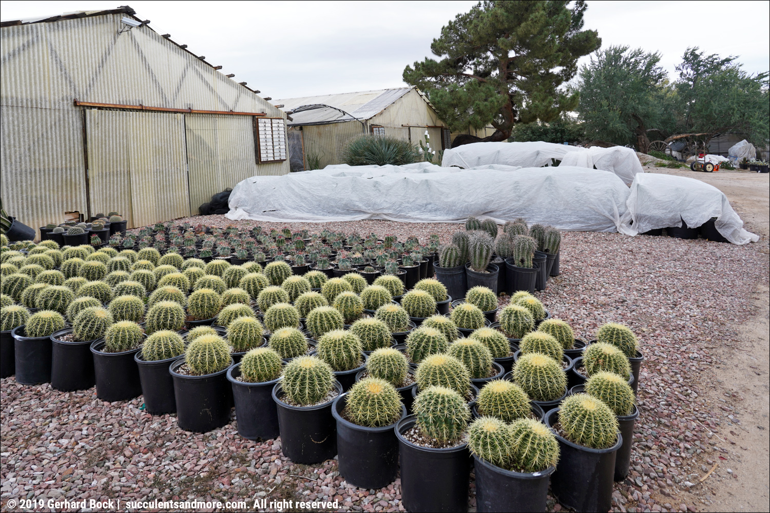 Bach's Cactus Nursery in Tucson on a chilly winter day