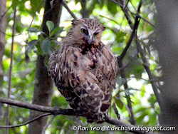 flat flies on birds of prey 12