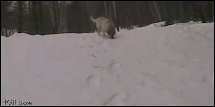 funny-gif-picture-dog-slides-in-snow.gif