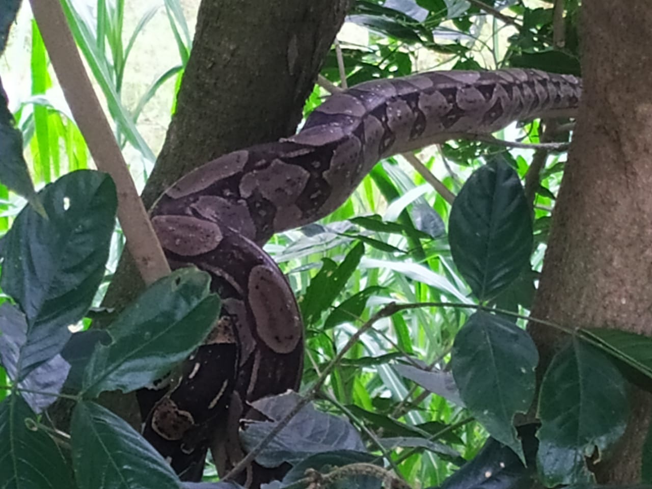 Sonhar Com Cobra Caindo Da Arvore ÉoCombatente: Cobra Jiboia é flagrada em árvore às margens da Rodovia