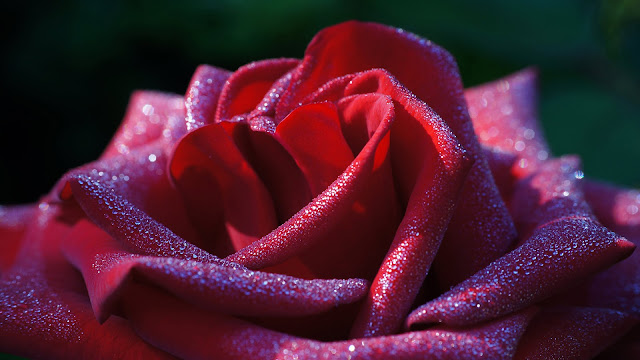 Baixe grátis papel de parede de uma linda rosa vermelha em hd 1080p. Download beautiful red rose flower Desktop wallpaper, background images, pictures in HD and Widescreen high quality resolutions for free.