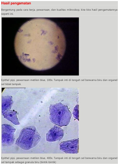 Laporan Praktikum Biologi Mengenal Struktur  Sel Hewan  dan  