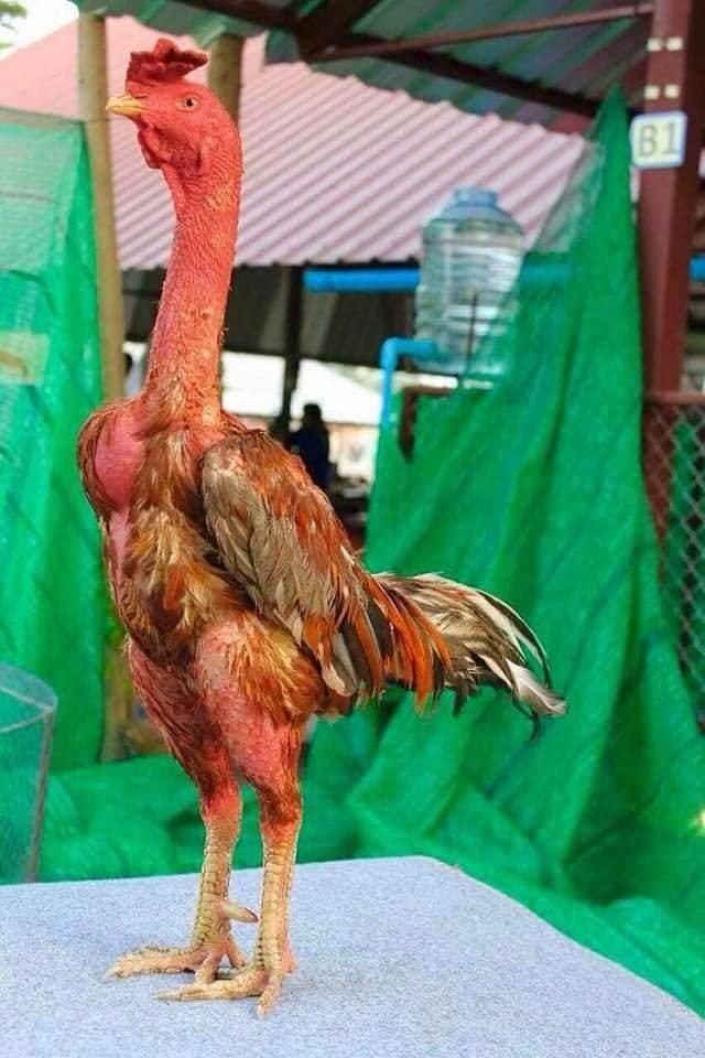 Si Pama Body Besi dan Raja Pematah &quot;TAO SAN LIM&quot; Yang Suka