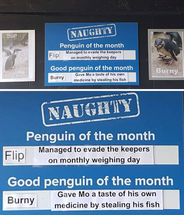 This Aquarium Announced The Naughtiest Penguin Of The Month, And The 'Offenses' Are Hilarious This Aquarium Announced The Naughtiest Penguin Of The Month, And The 'Offenses' Are Hilarious