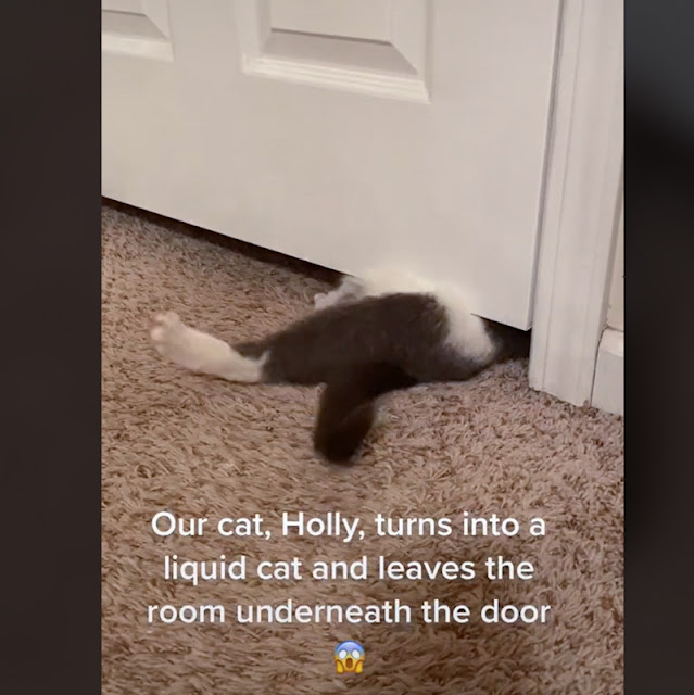 Standard domestic cat slides through 3-inch gap under door