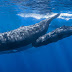 Projeto internacional quer estabelecer comunicação humana com baleias