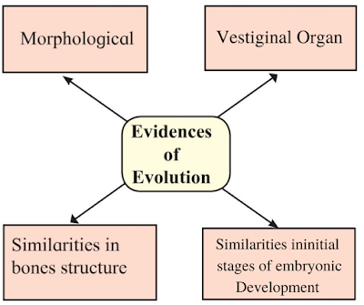 Heredity and Evolution textbook solutions class 10 Class 10 heredity and Evolution textbook solutions