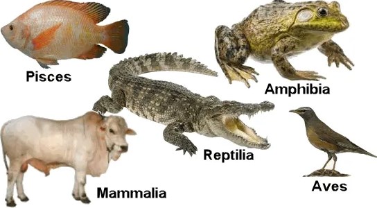 Mengenal Spesies  Hewan  Vertebrata Dunia Pena