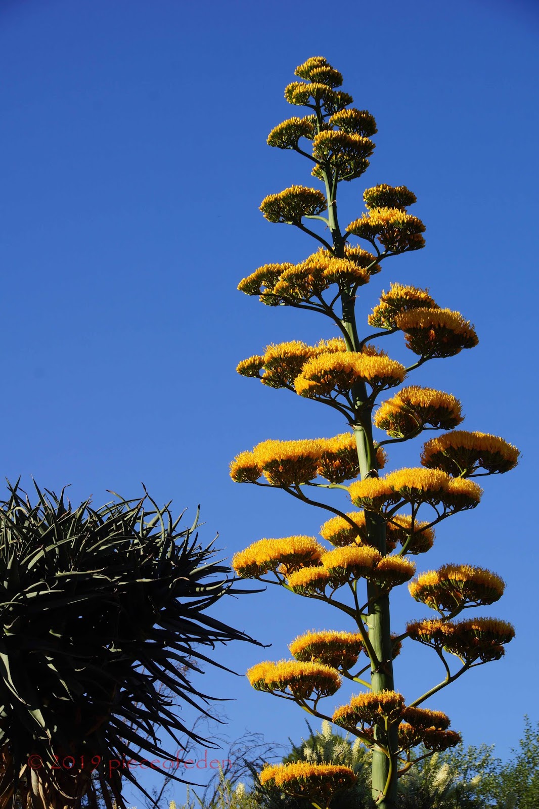 Family Visit To Brief Golden Tree/Roger's Has A New Vertical Planter