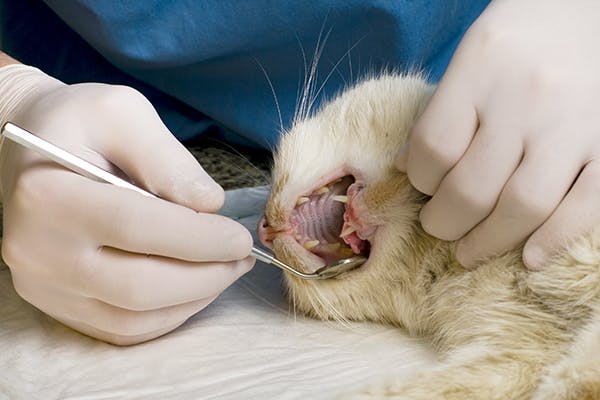 تنظيف أسنان القطط و زيارة طبيب الأسنان بشكل منتظم